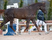 Appio Claudio Tosc Tour2013- S5 1590 : Appio Claudio, Arezzo, Cavalli d'Italia, Toscana Tour 2013, foto di Stefano Secchi ©